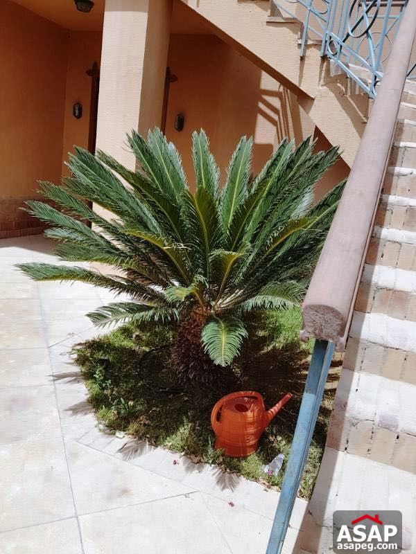 Villa for Rent in Katameya Heights Villa for Rent in Katameya Heights