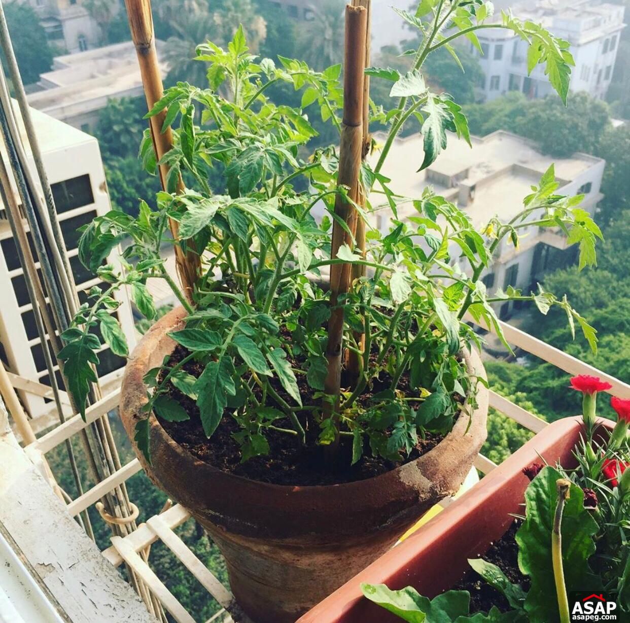 Furnished Studio for Rent in Zamalek Furnished Studio for Rent in Zamalek