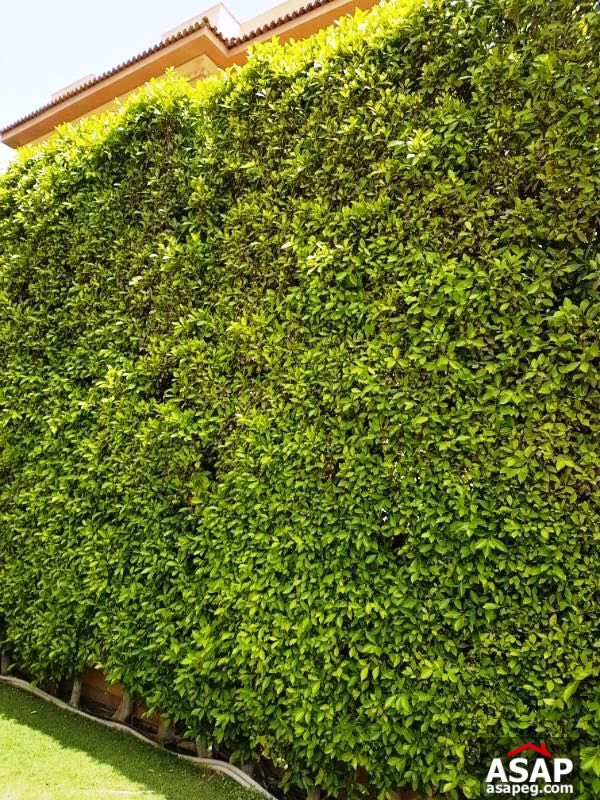 Villa for Rent in Katameya Heights Villa for Rent in Katameya Heights