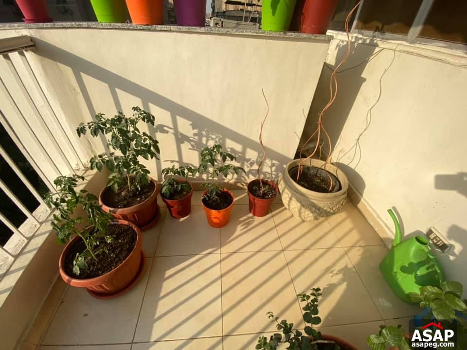 Nice Flat for Rent in Zamalek Nice Flat for Rent in Zamalek